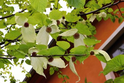 Davidia involucrata - davidie listenová - květy